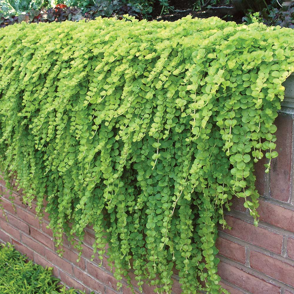 CREEPING JENNY - Foothills Nurseries