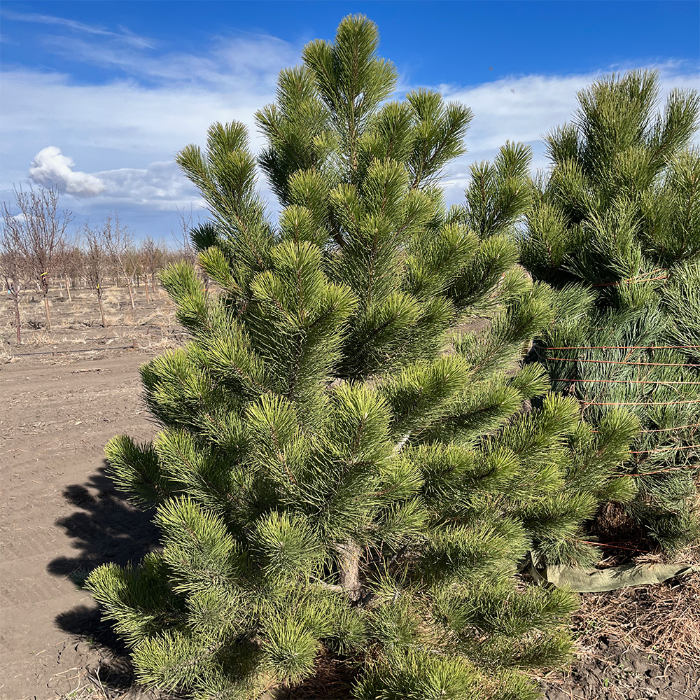 PONDEROSA PINE Foothills Nurseries