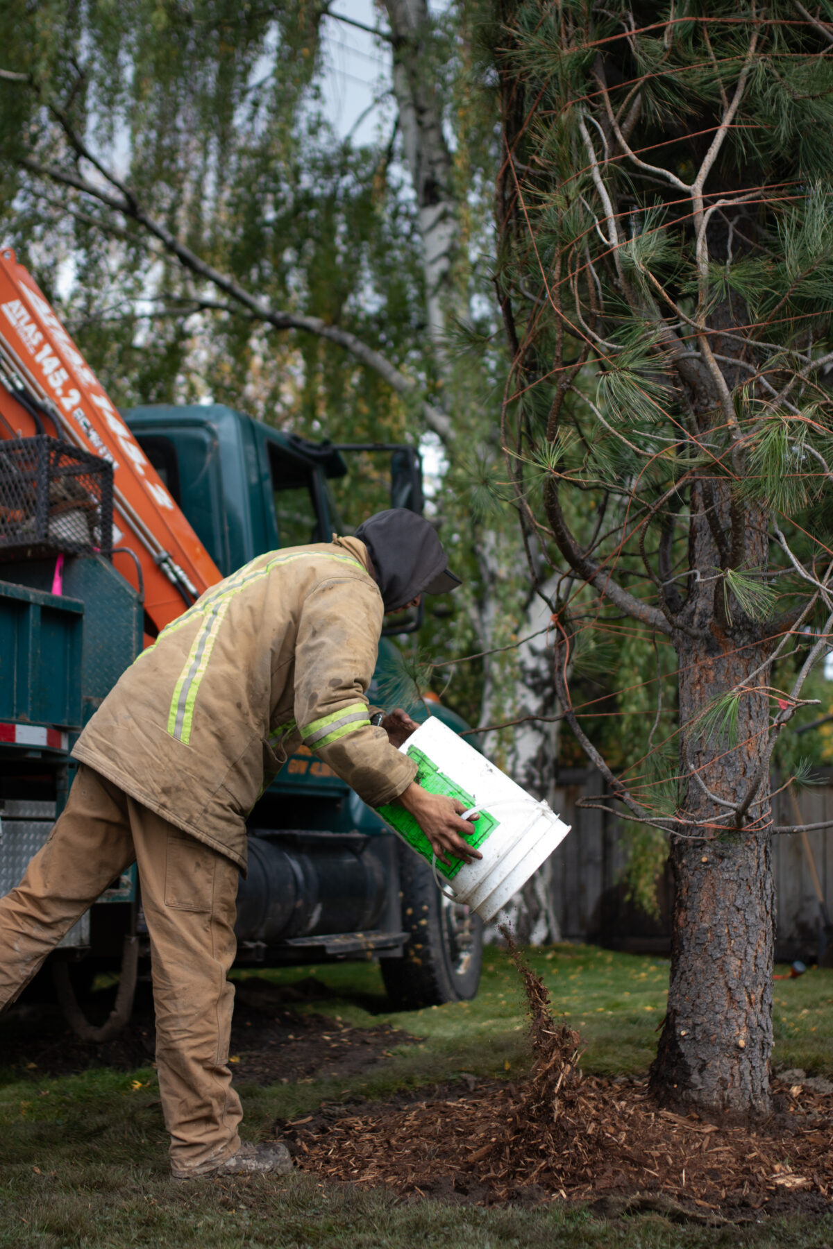 Care for Your New Tree - Foothills Nurseries
