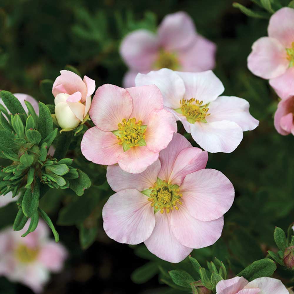 Pink-Potentilla.jpg