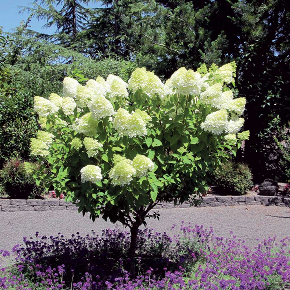 PEE GEE HYDRANGEA Foothills Nurseries