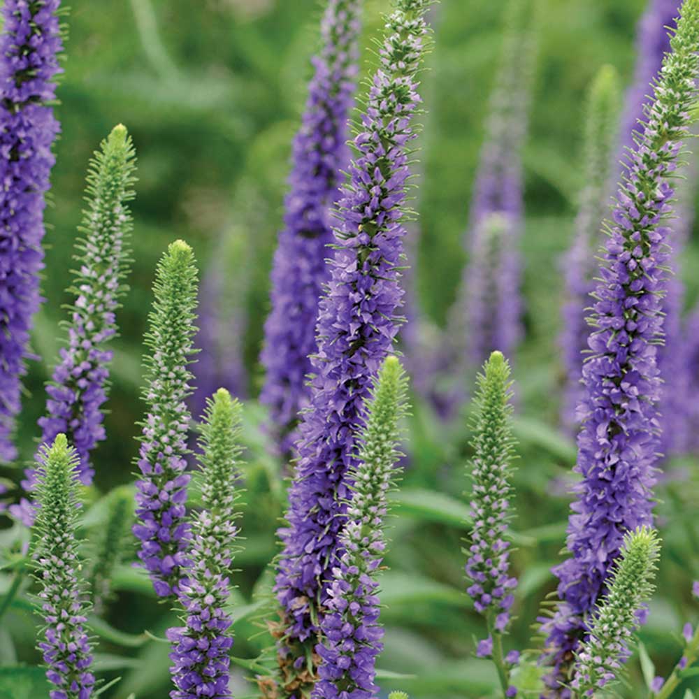 ROYAL CANDLES SPEEDWELL Foothills Nurseries