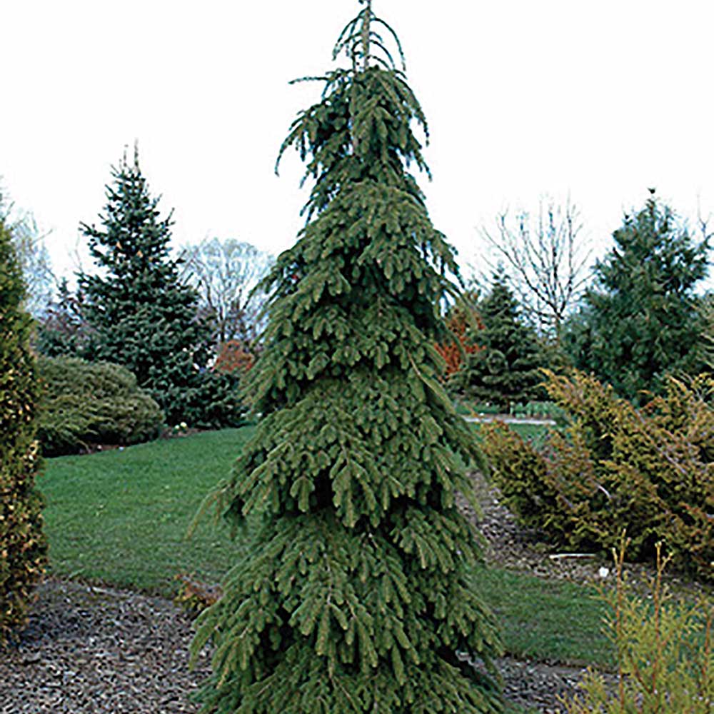 WEEPING WHITE SPRUCE Foothills Nurseries